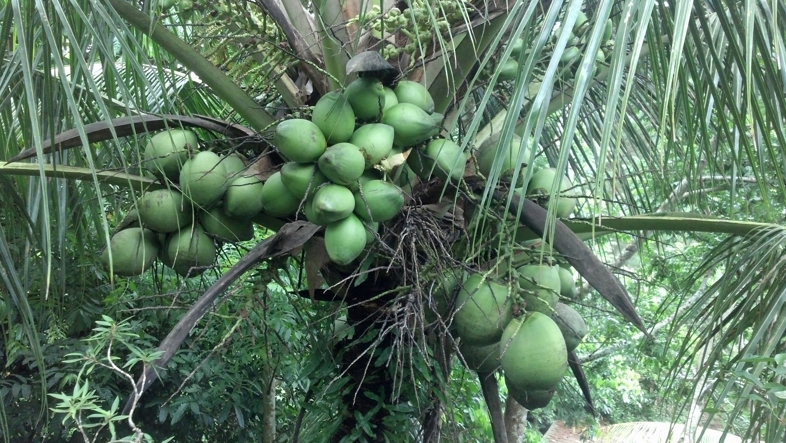 Retreats In Puerto Rico - Among the Coconuts
